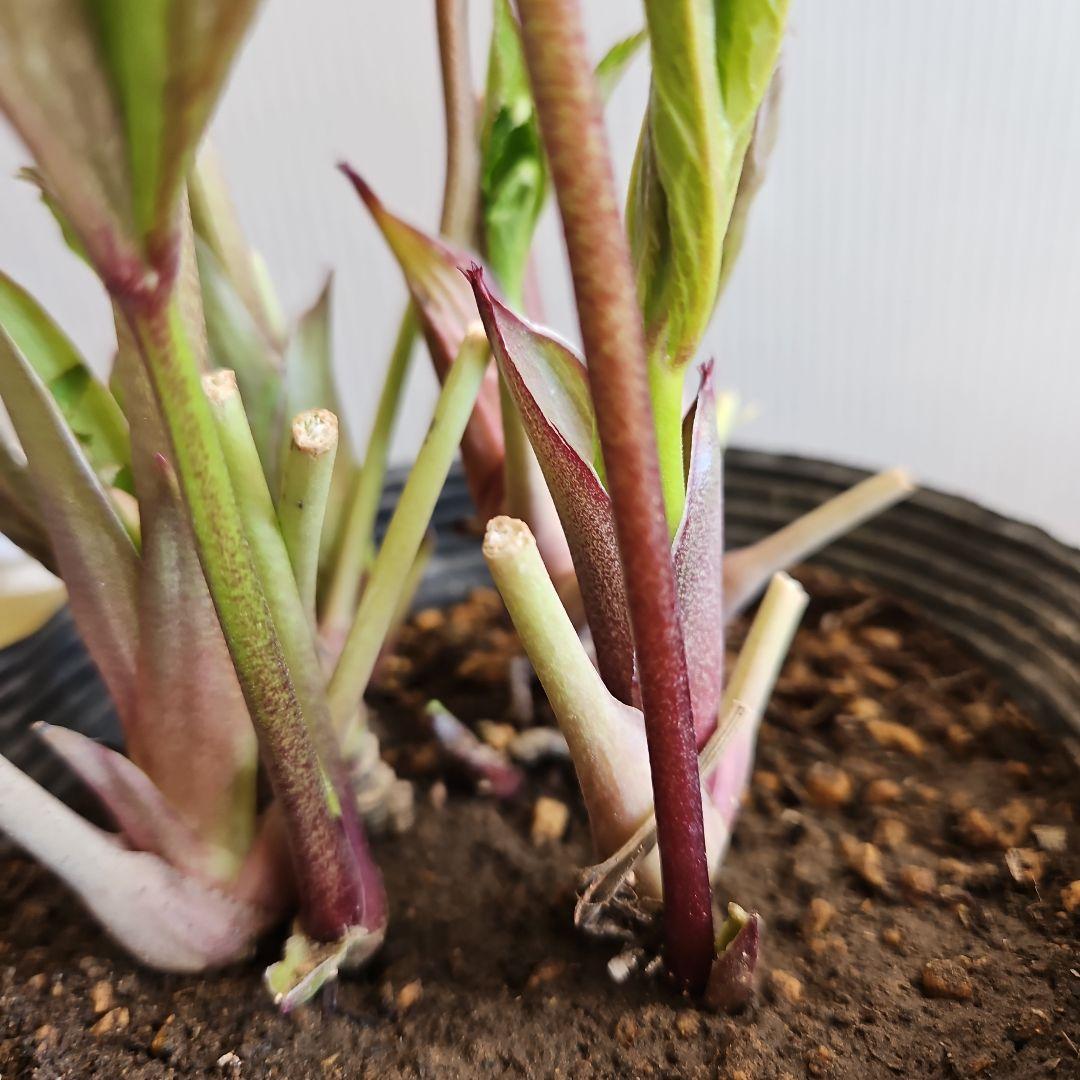 ㉖-418クリスマスローズ