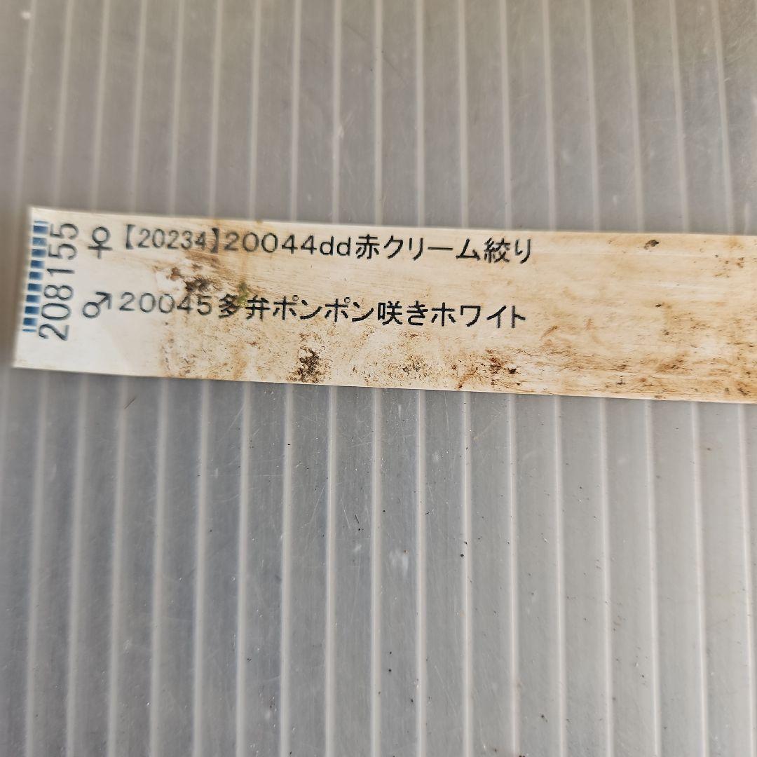 ㉖-418クリスマスローズ