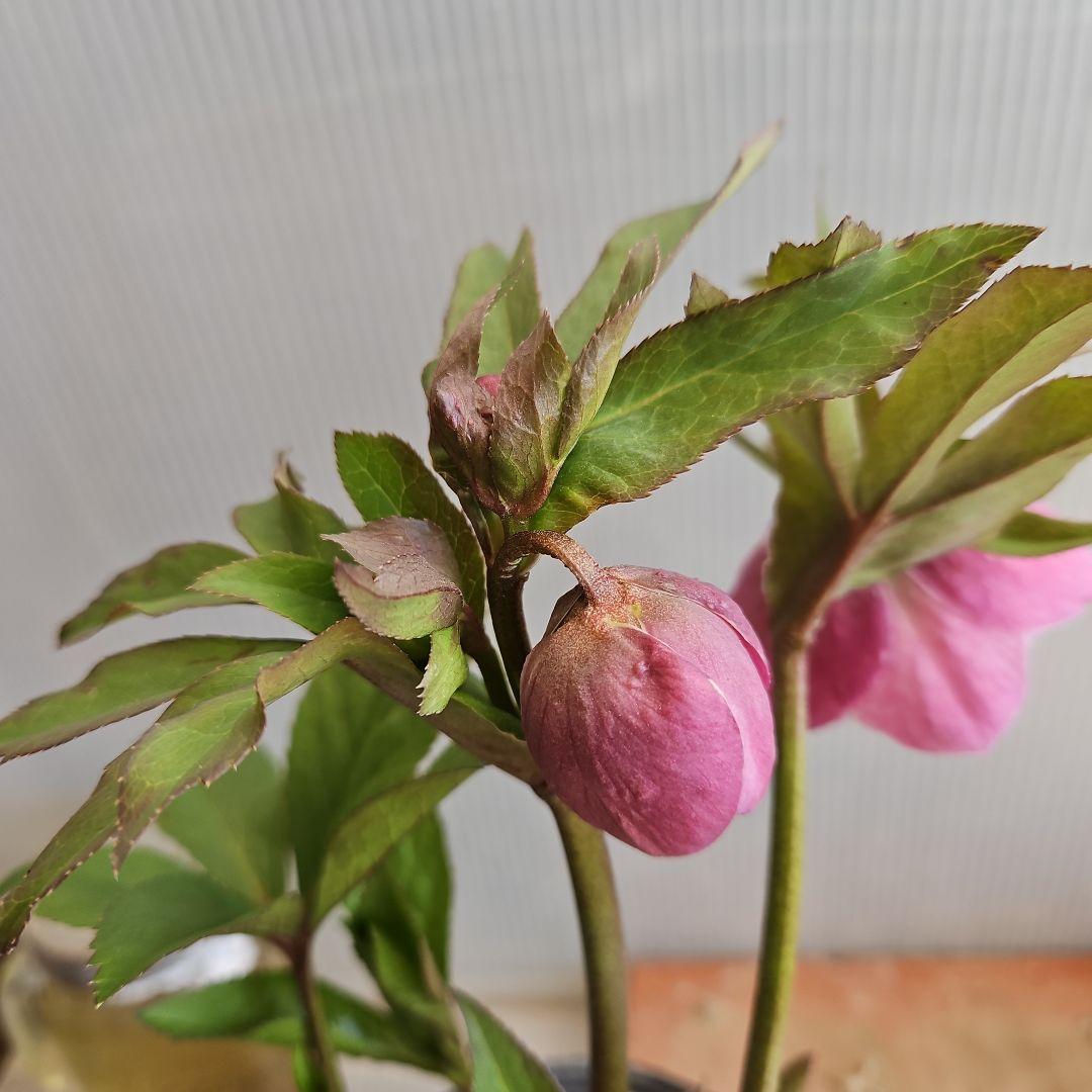 ㉖-418クリスマスローズ