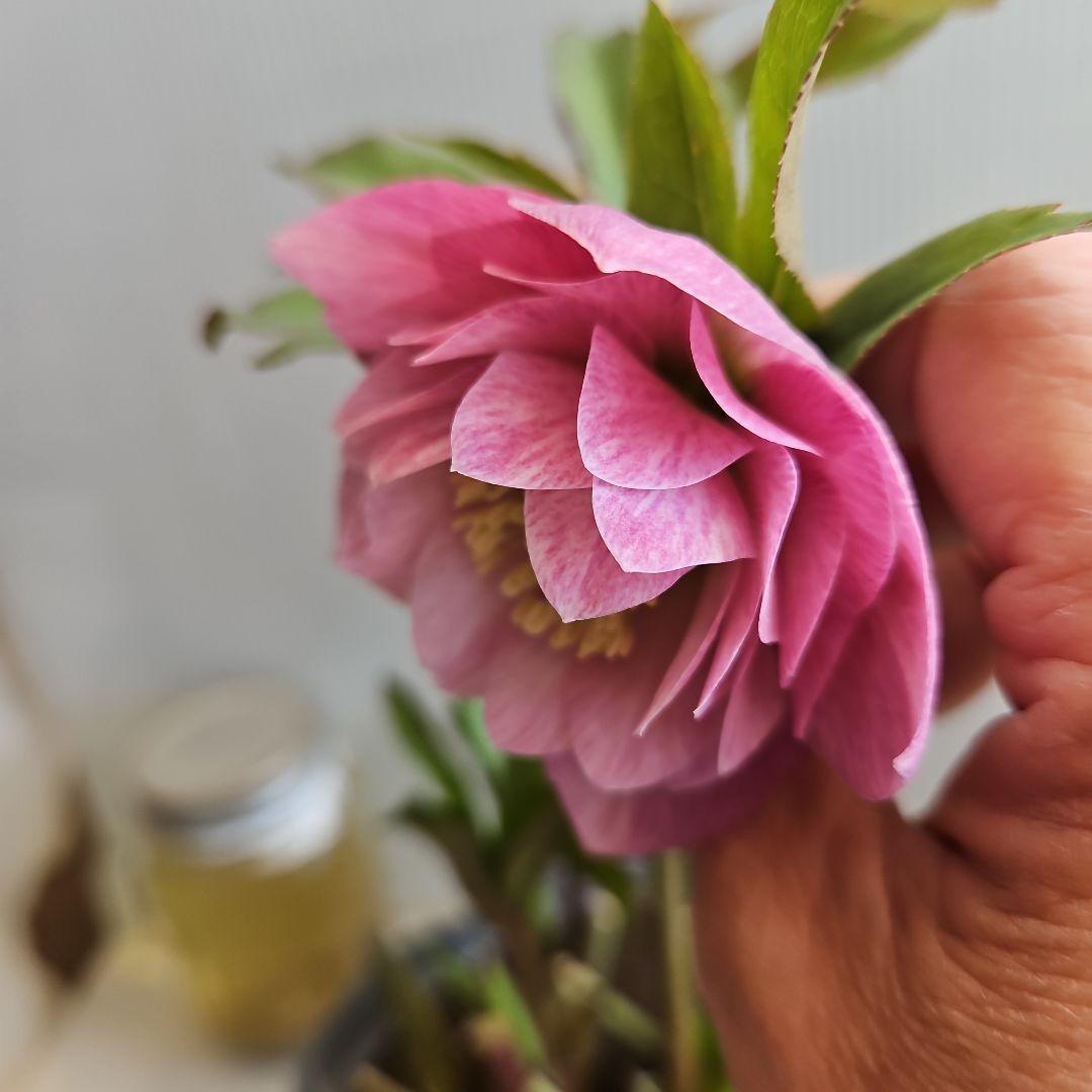 ㉖-418クリスマスローズ