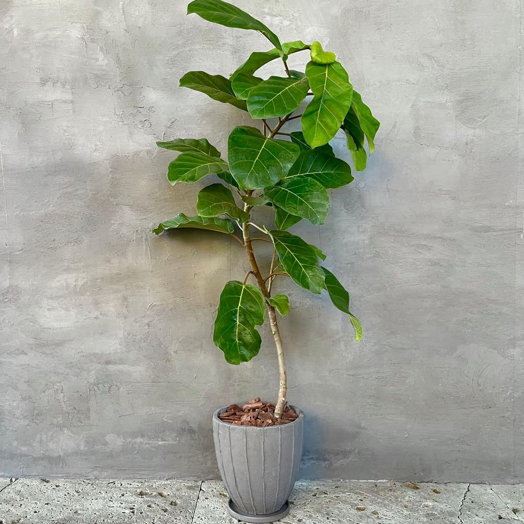 希少　フィカス　アフリカンプリンス　曲がり仕立て　陶器鉢　植え込み発送