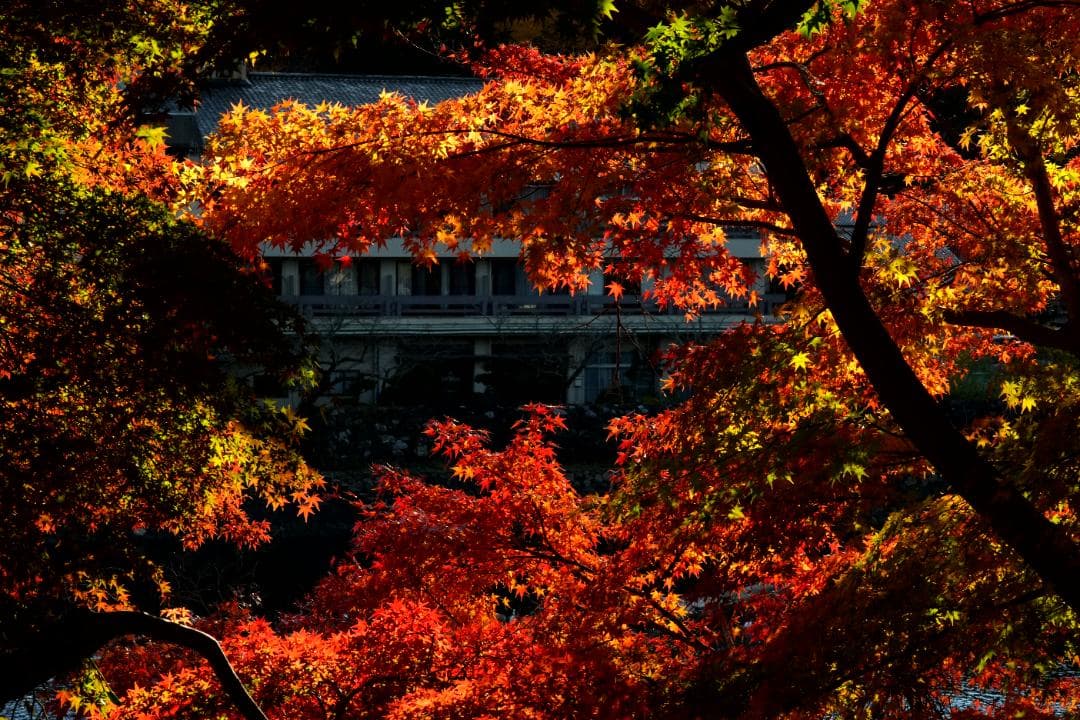 【希少・銘玉】Carl Zeiss Makro Planar 100mm f2