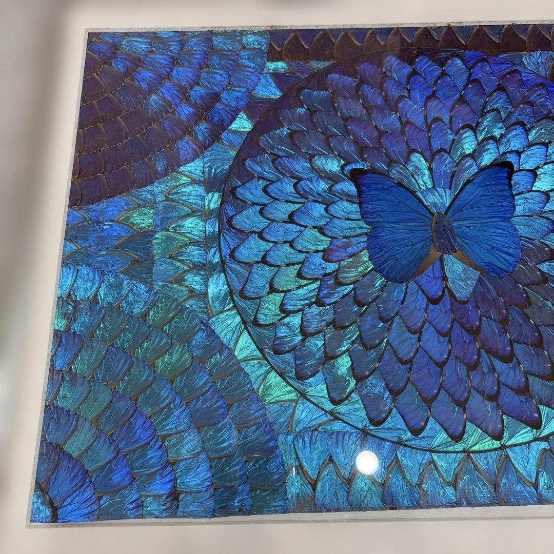 モルフォ蝶　額縁