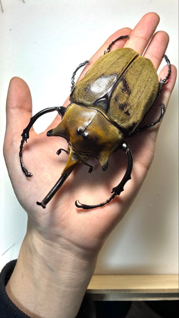 昆虫標本 大型エレファスゾウカブト 122mm 飼育個体