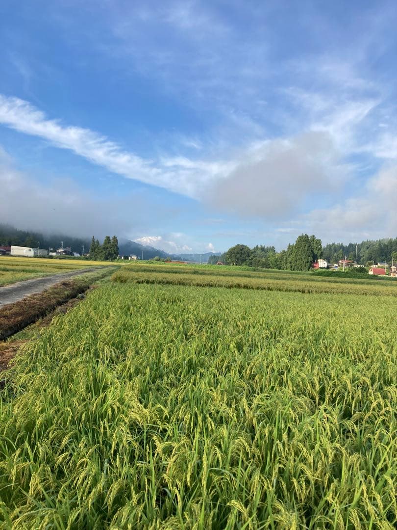 令和7年産魚沼コシヒカリ　精米10kg