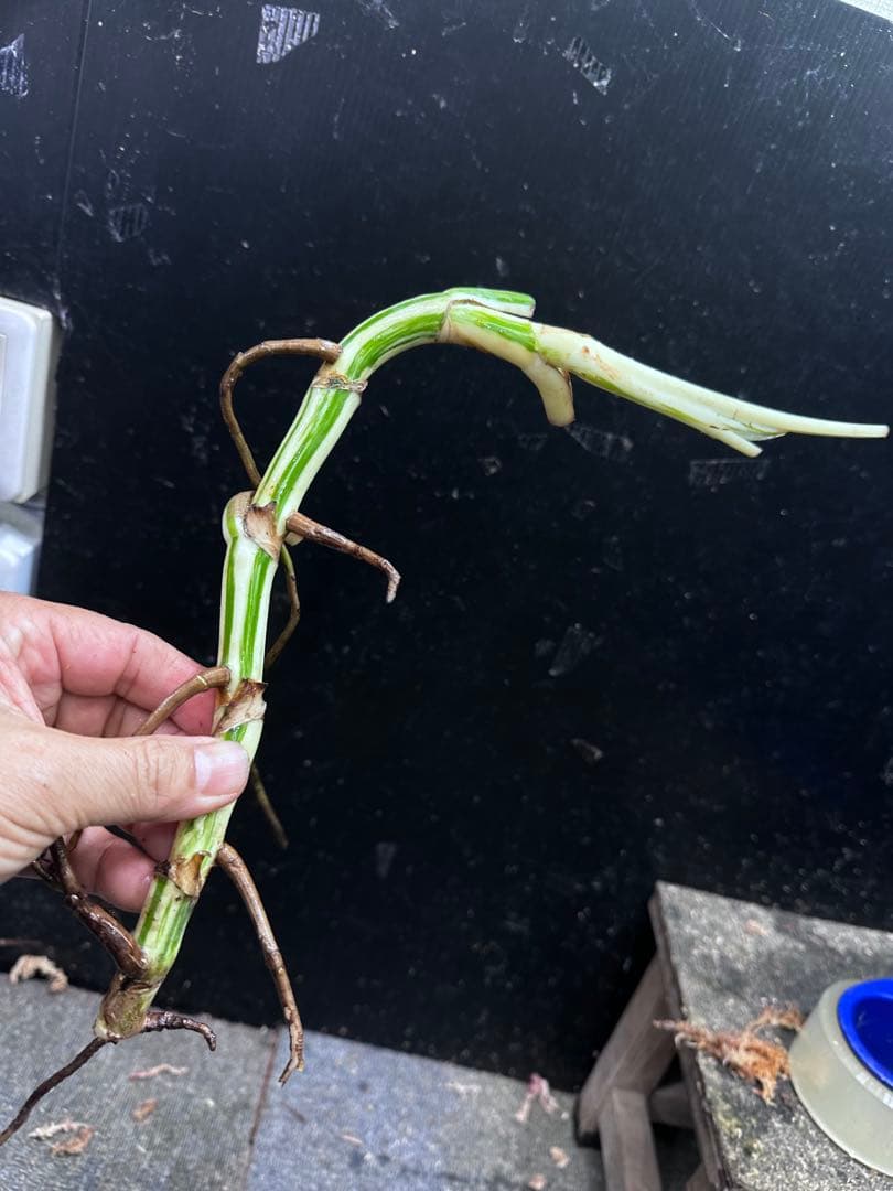 し*★様 斑入りモンステラホワイトタイガー大茎6株おまとめ