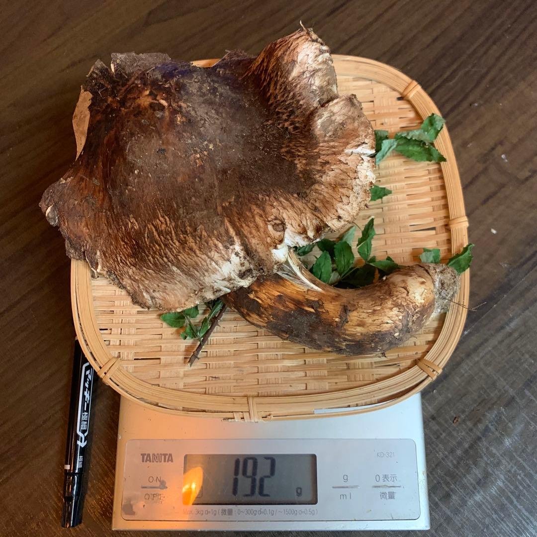 【岩手県産天然松茸】収穫最終　国産本場　訳あり開き　採れたて　ラスト　192g