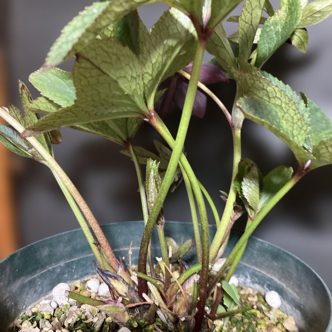 まい3点おまとめ 分割クリスマスローズ雅紫色の花