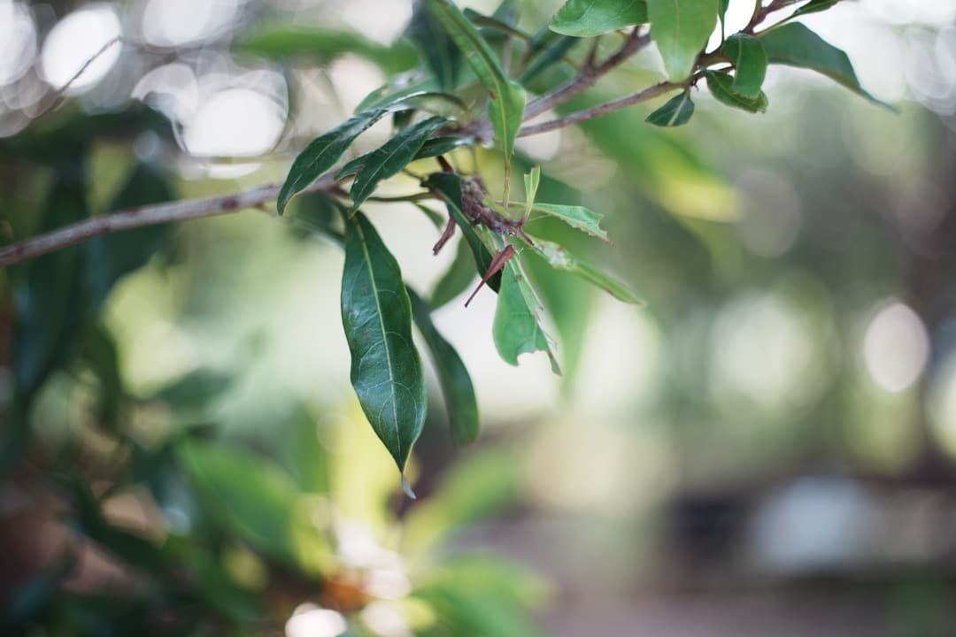 【この値段でライカ級】富岡光学製 XR RIKENON 50mm F2 660