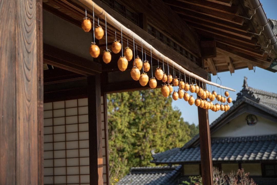 激安雑貨屋さん専用愛媛県産！愛宕柿約30Kg渋柿不揃【干し柿用】