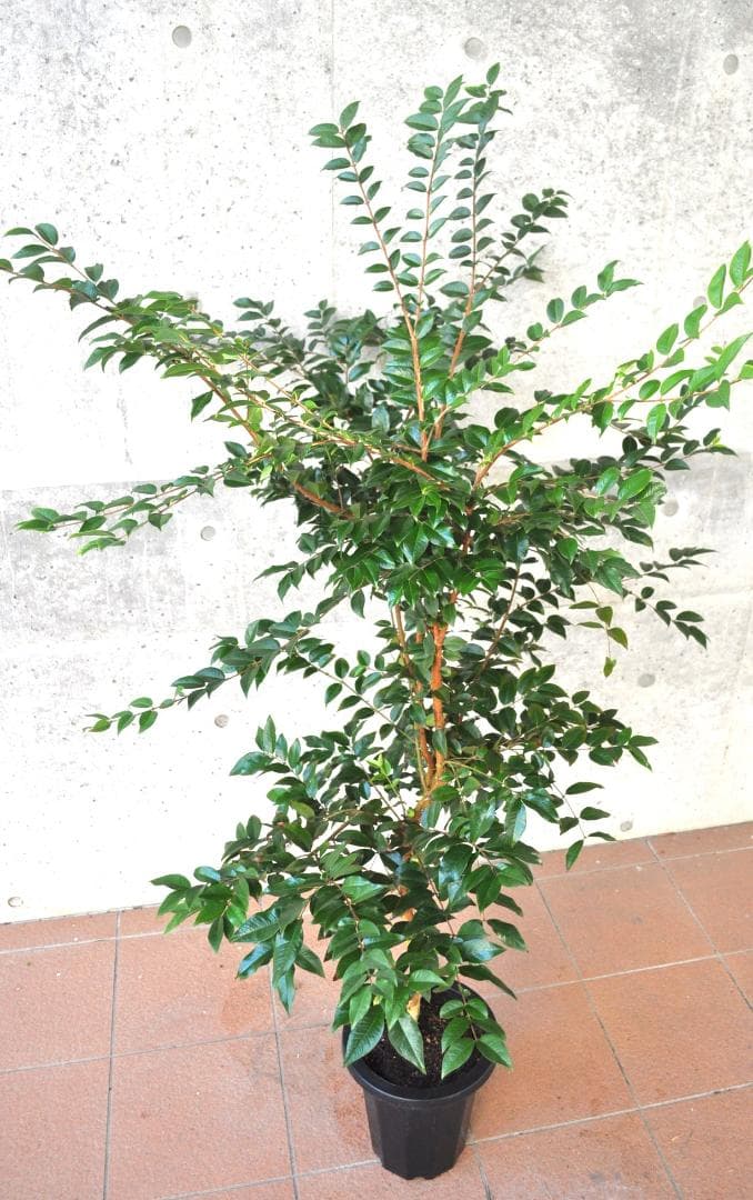 実付き ジャボチカバ 8号 大葉 四季生り 160cm