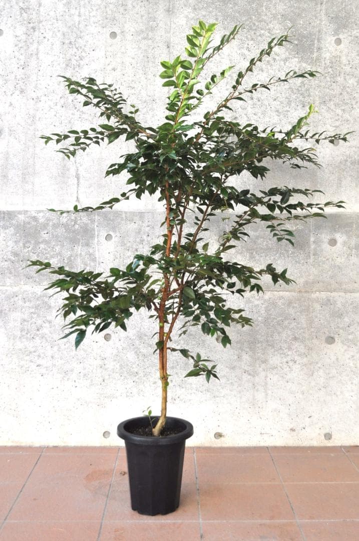 実付き ジャボチカバ 8号 大葉 四季生り 160cm