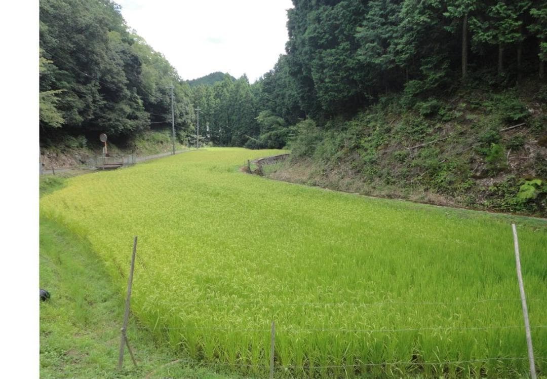 令和7年度 【湧き水栽培】農薬不使用玄米　ひのひかり 20㎏　奈良の農家直送