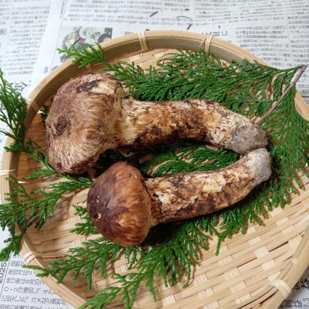長野県産　松茸　167g　①