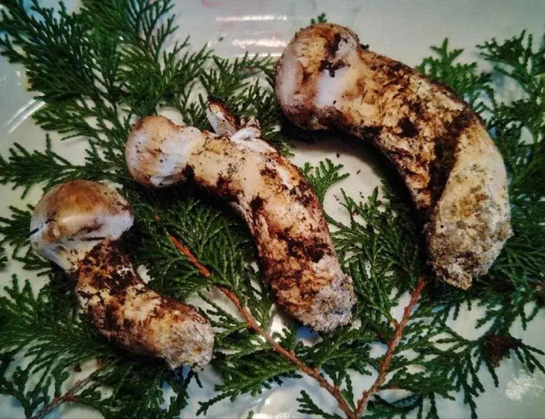 国産松茸 160g 3本 兵庫北部 但馬産 特上 11/13