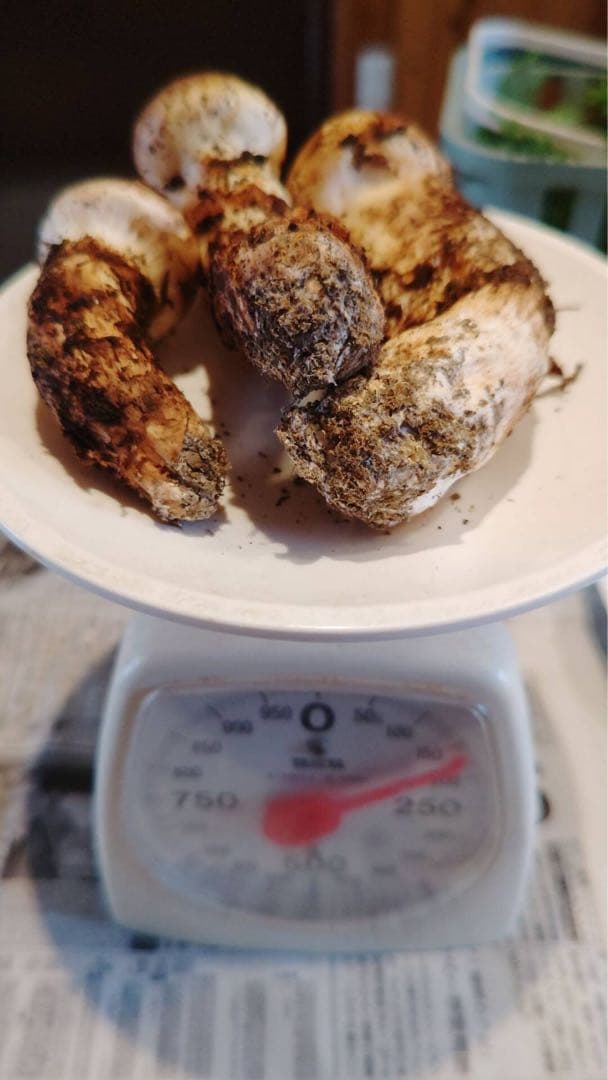 国産松茸 160g 3本 兵庫北部 但馬産 特上 11/13