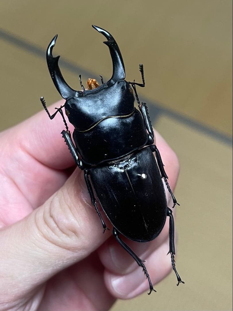 え*読様 オオコクワガタWF1 大型63㎜　超珍品