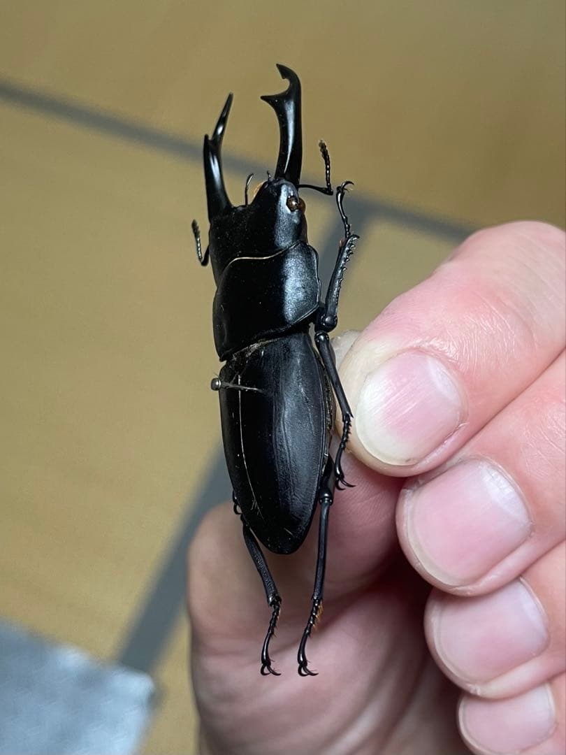 え*読様 オオコクワガタWF1 大型63㎜　超珍品