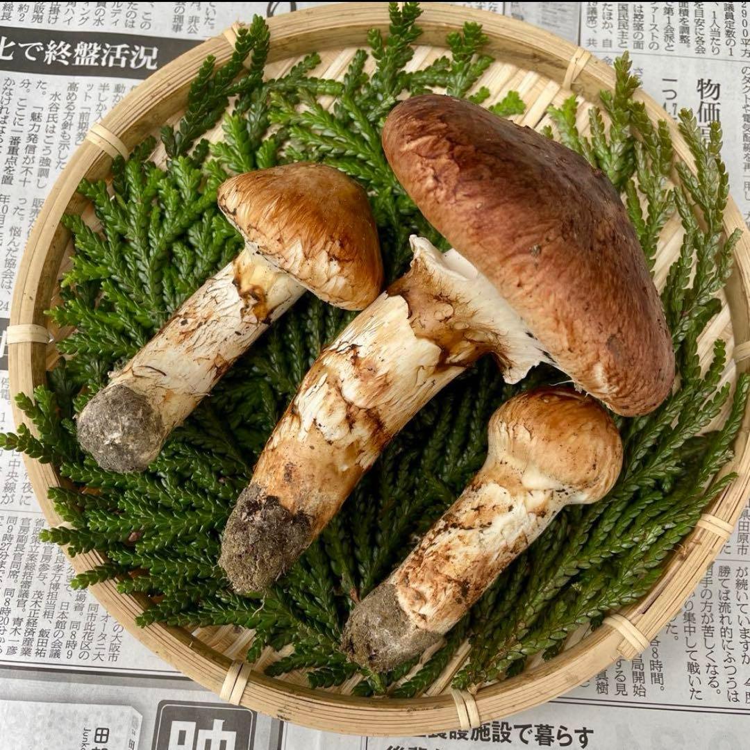 天然きのこ 松茸 国産 良品‼️ マツタケ まつたけ 大自然の凛さん採取その131