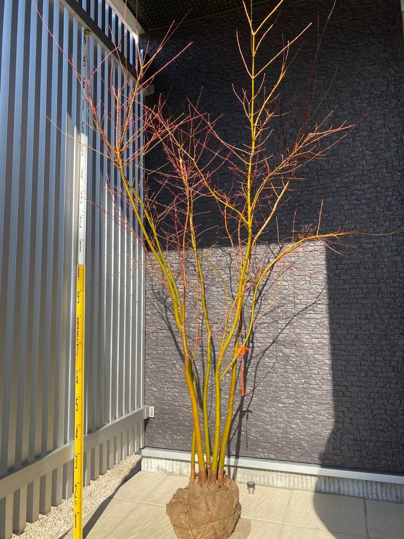 イロハモミジ　樹高H1.6m ５本立ち