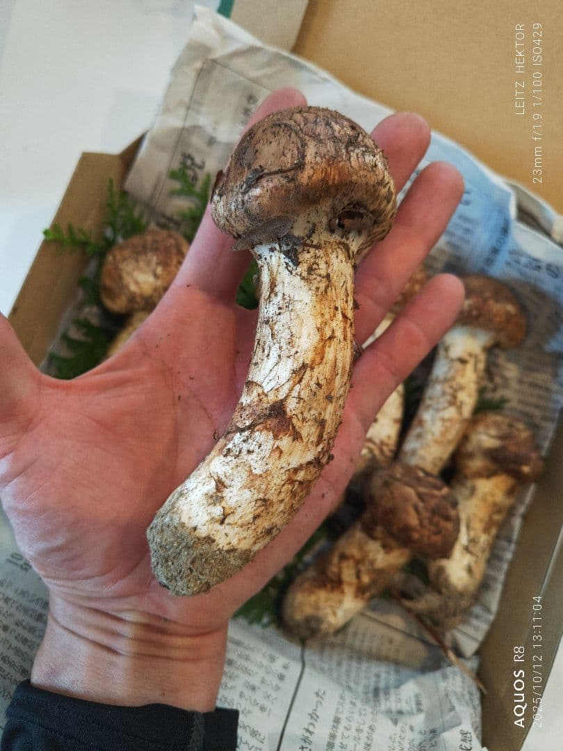 信州産　松茸大型サイズ