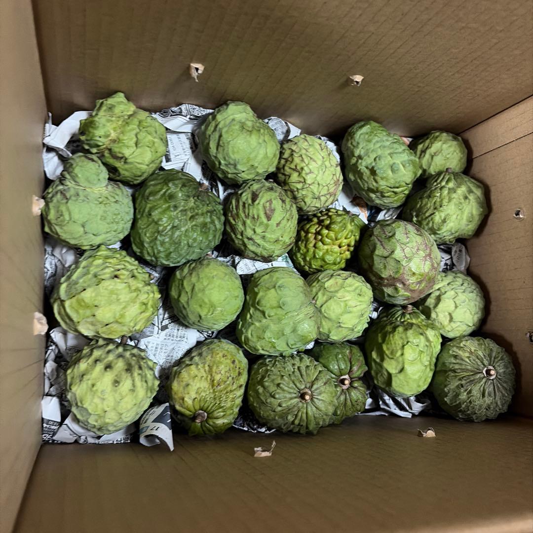 箱番号8. 訳あり規格外サイズです！１kgあたり1100円 9.5kg