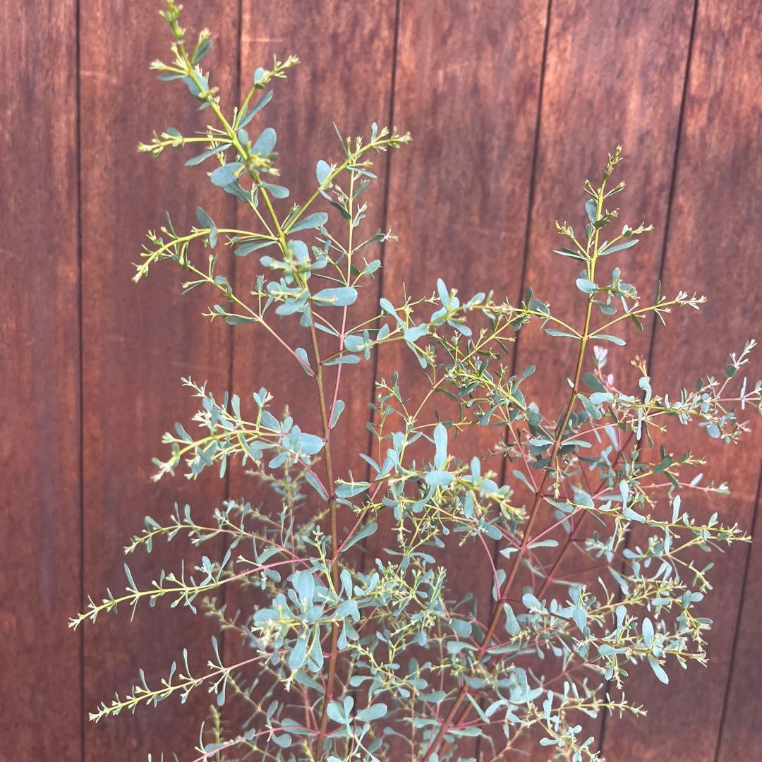 【必見★】ユーカリ　フランスブルーレンガン