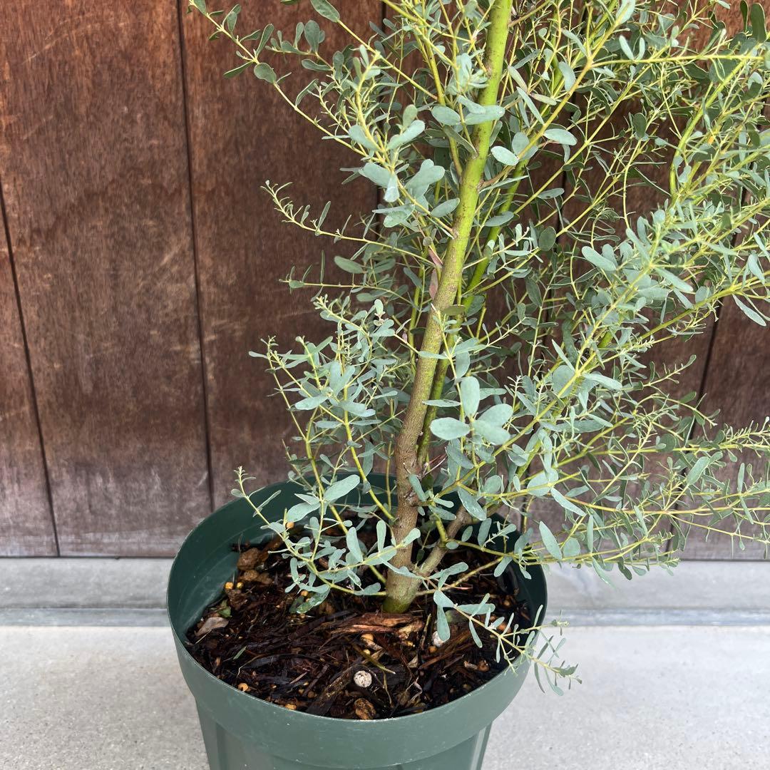 【必見★】ユーカリ　フランスブルーレンガン