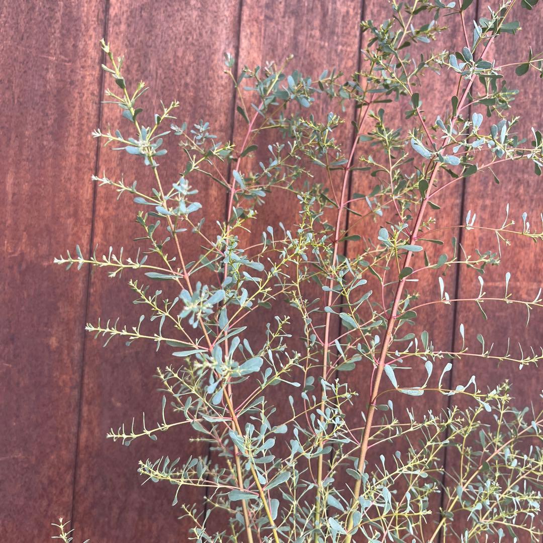 【必見★】ユーカリ　フランスブルーレンガン