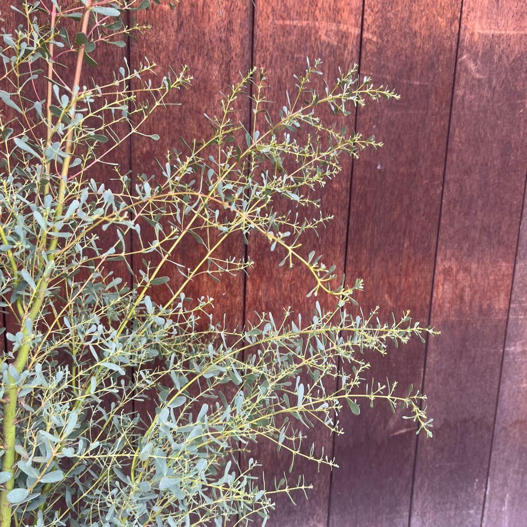 【必見★】ユーカリ　フランスブルーレンガン