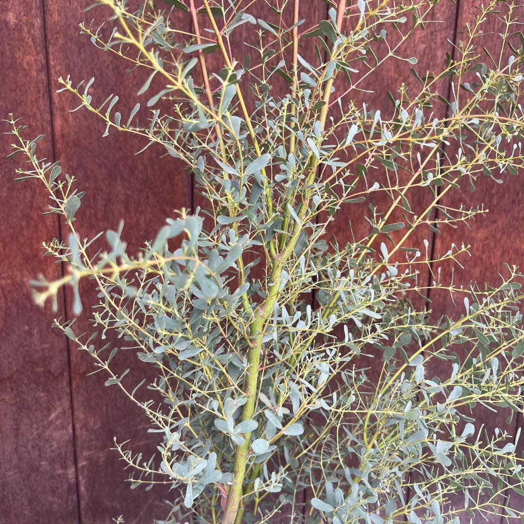 【必見★】ユーカリ　フランスブルーレンガン