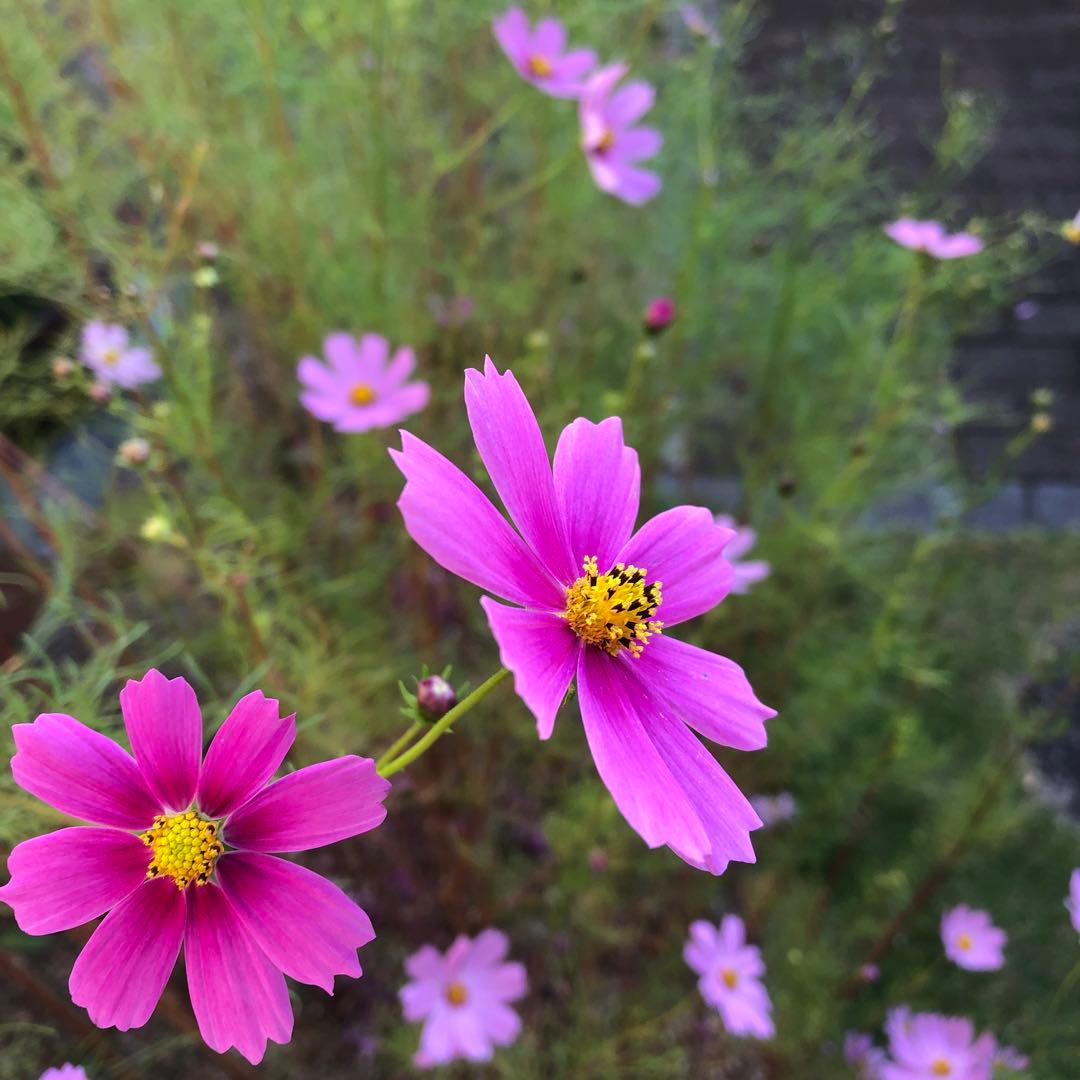 こちらは専用ページです❗️千羽鶴完成品