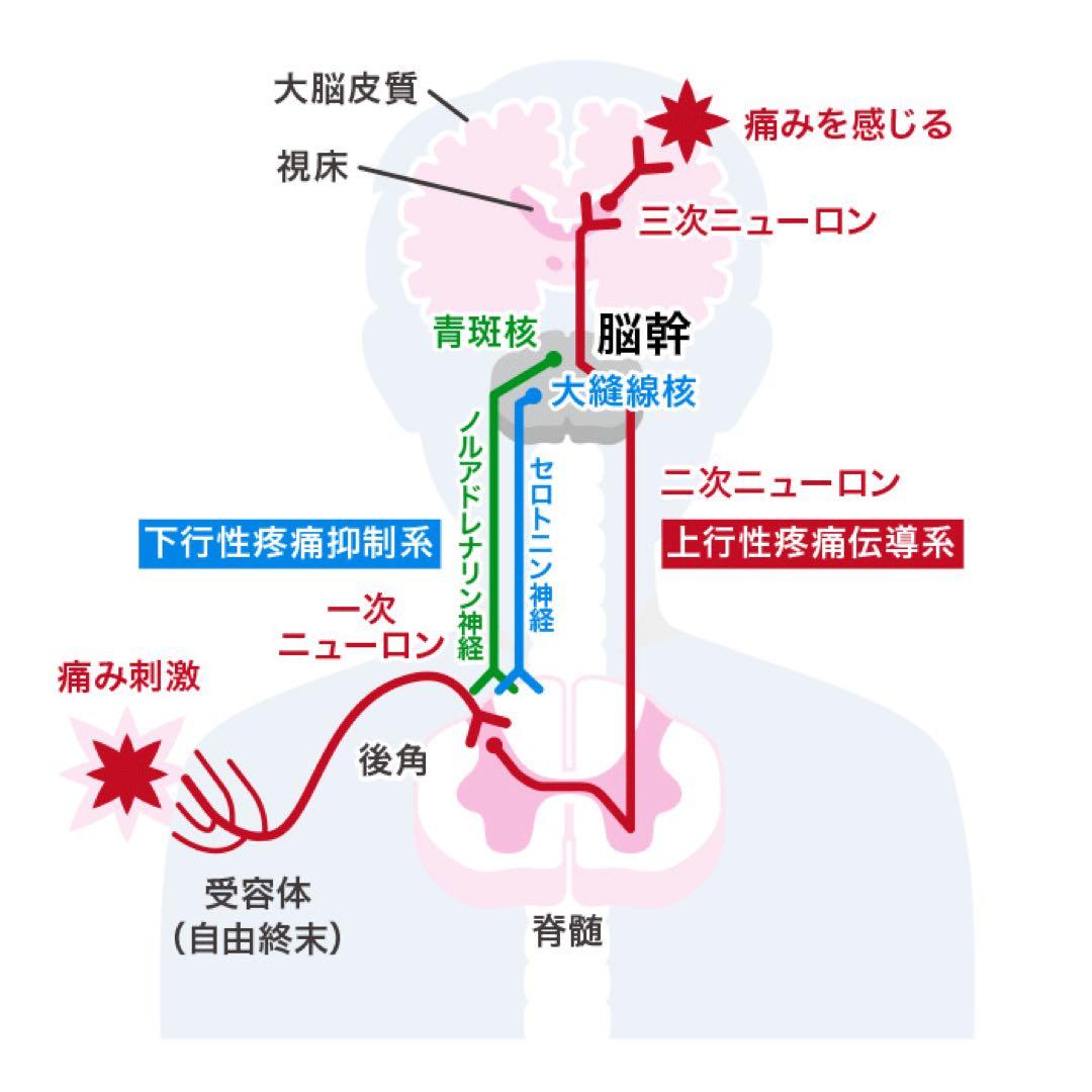 シグナルローション100ml ２本セット