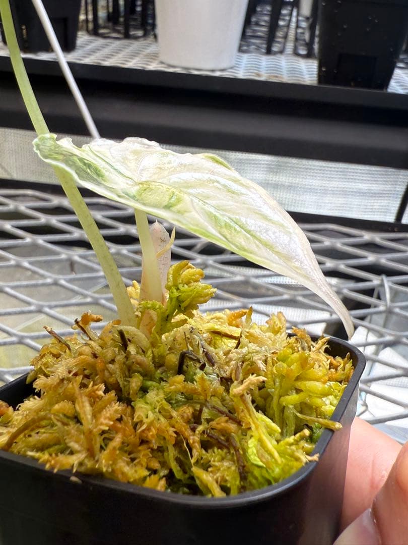 極上 アロカシア アズラニー ピンクアルボ