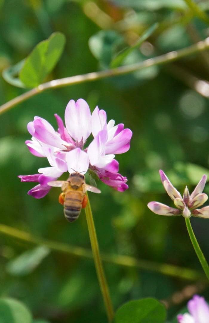 はちみつ　日本蜜蜂のハチミツ　奥山の奥と花粉入り蜂蜜