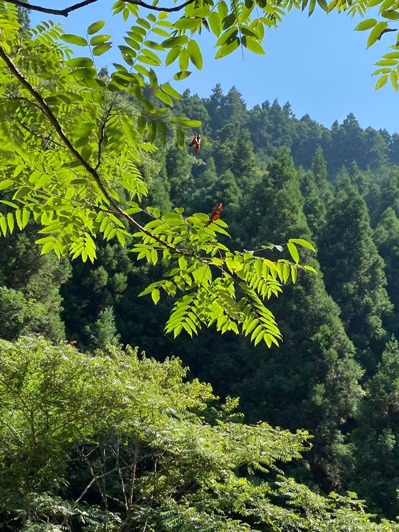 はちみつ　日本蜜蜂のハチミツ　奥山の奥と花粉入り蜂蜜