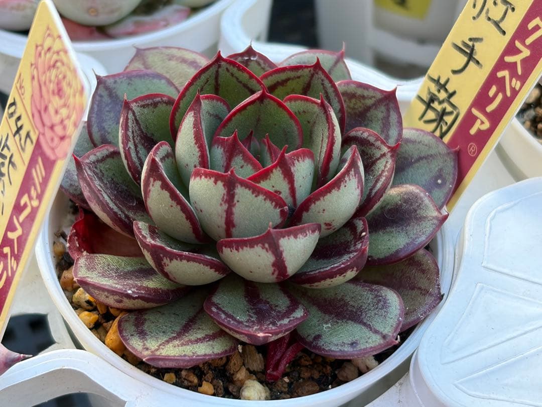 ＊ぽぽ＊さま専用 おらいさん苗30個セット　ミックスベリア　エケベリア多肉