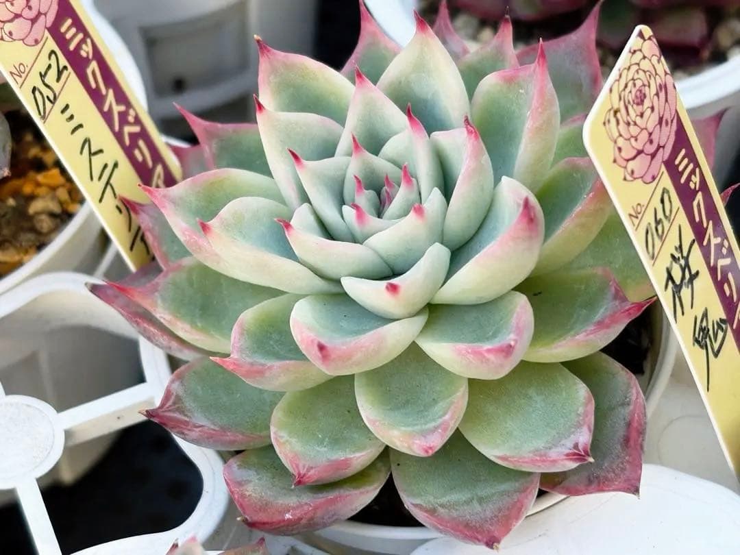 ＊ぽぽ＊さま専用 おらいさん苗30個セット　ミックスベリア　エケベリア多肉