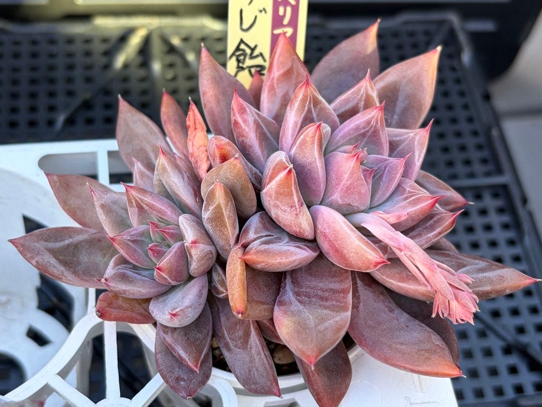 ＊ぽぽ＊さま専用 おらいさん苗30個セット　ミックスベリア　エケベリア多肉