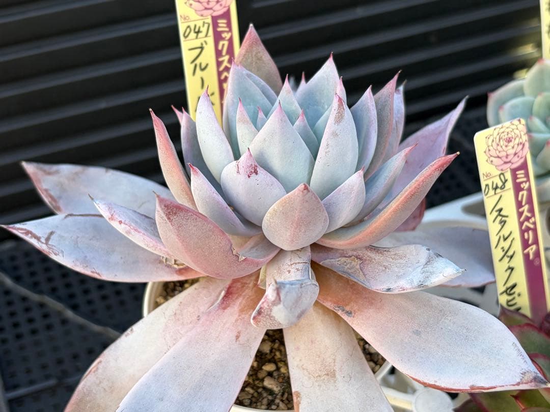 ＊ぽぽ＊さま専用 おらいさん苗30個セット　ミックスベリア　エケベリア多肉