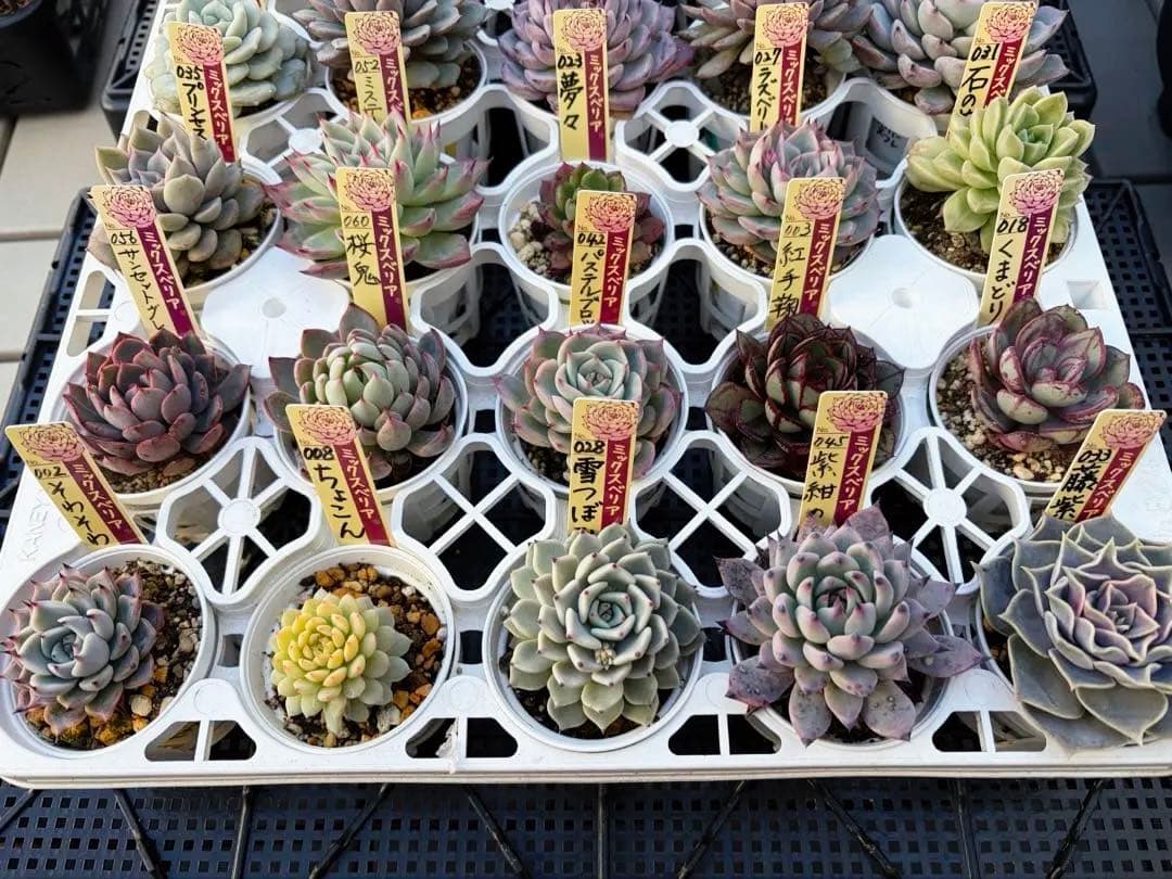 ＊ぽぽ＊さま専用 おらいさん苗30個セット　ミックスベリア　エケベリア多肉