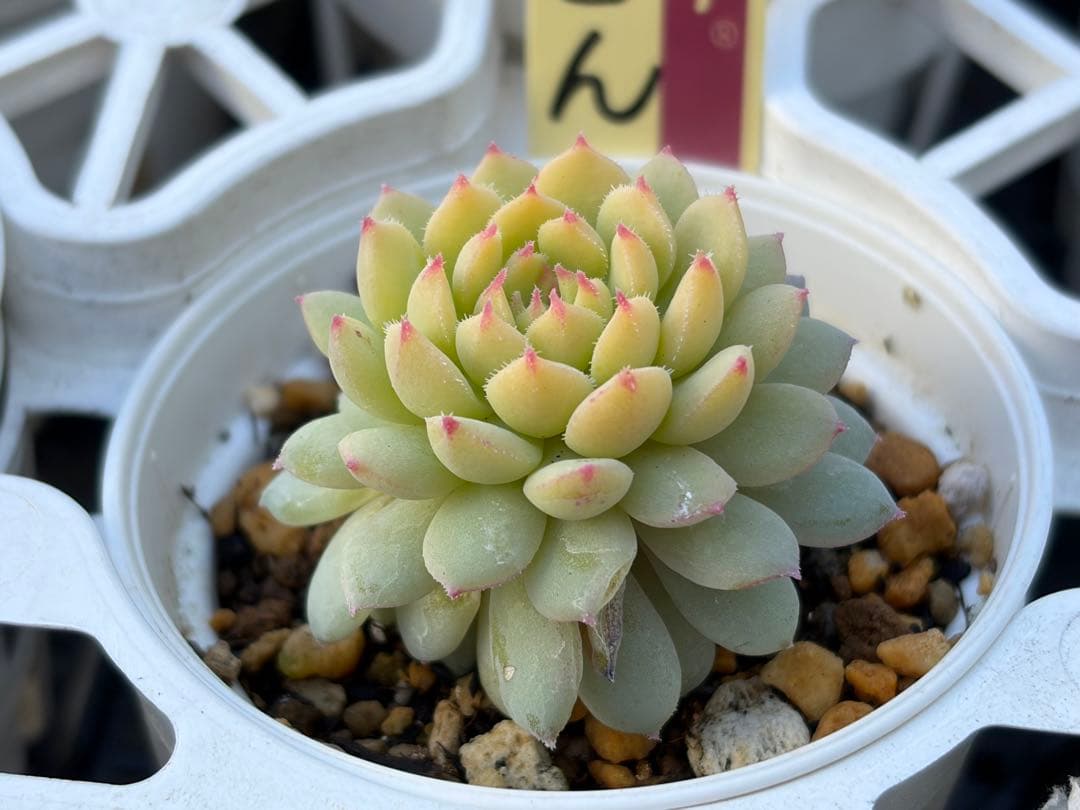 ＊ぽぽ＊さま専用 おらいさん苗30個セット　ミックスベリア　エケベリア多肉