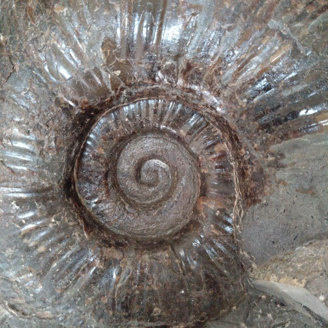 k*u様 アンモナイト化石（92）