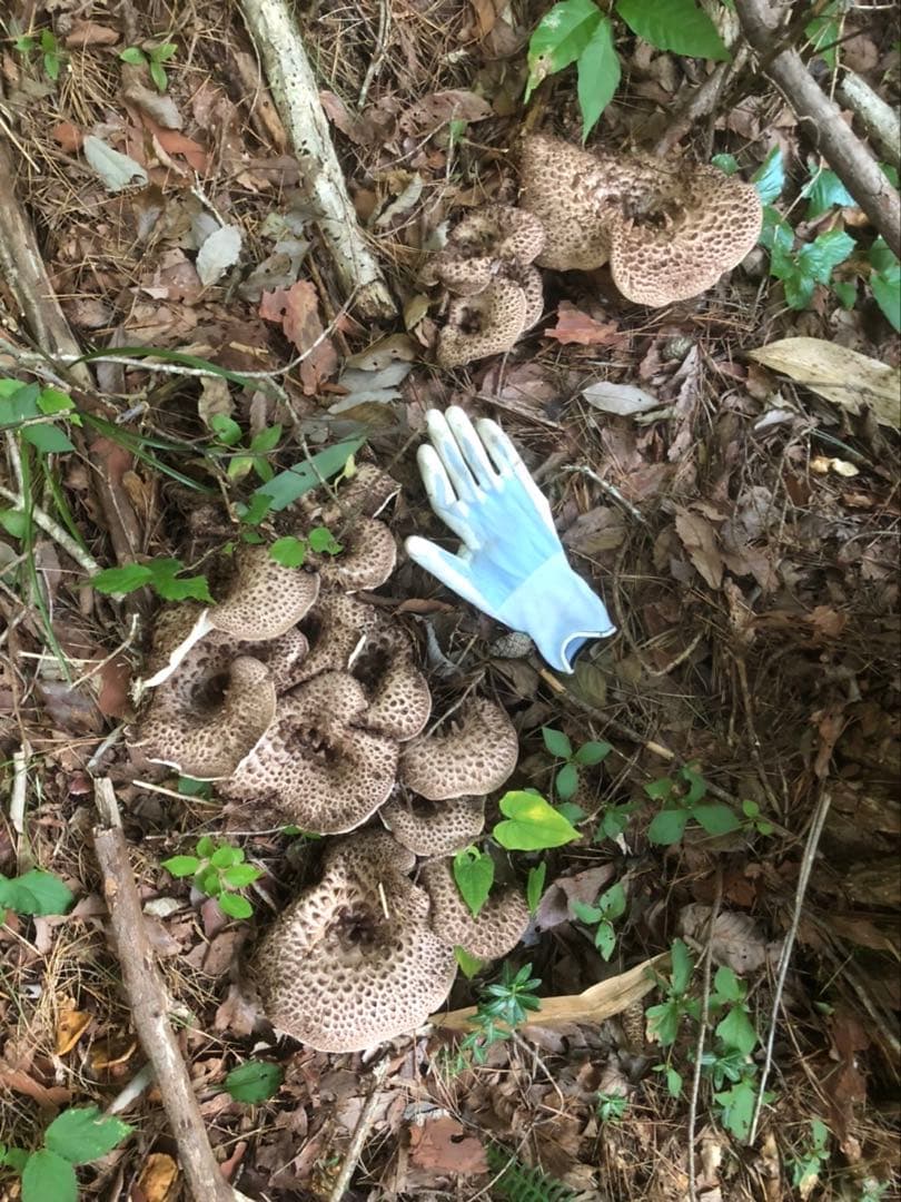 残りわずか　島根県産　 香茸　乾燥　100g