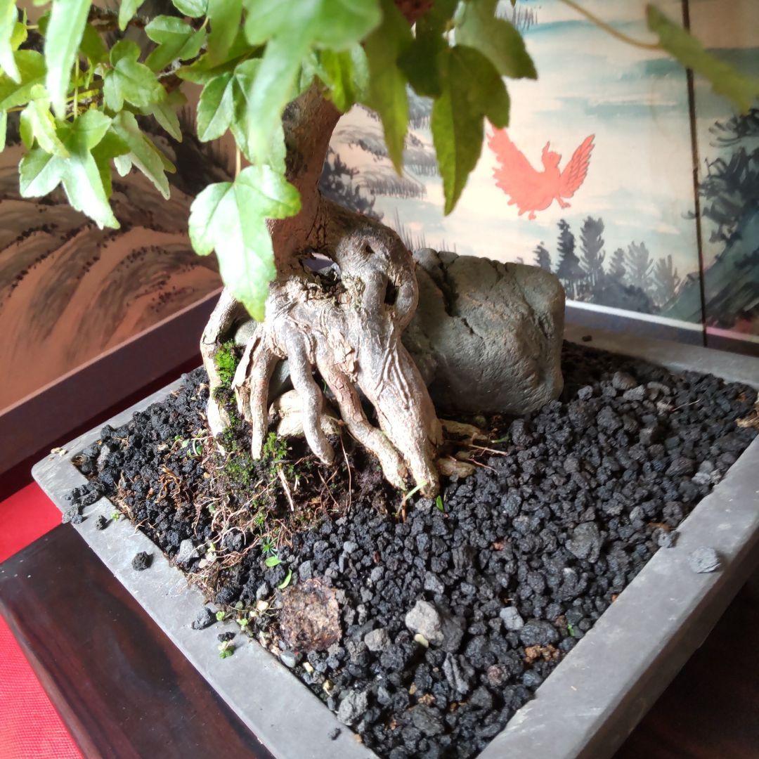 P*)様 石付きカエデ盆栽