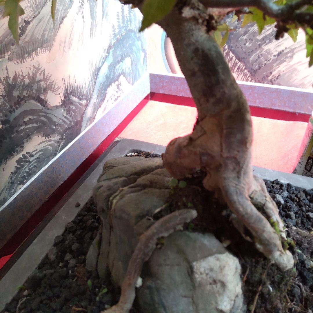 P*)様 石付きカエデ盆栽