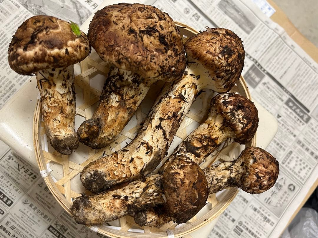 岩手県産松茸　良型