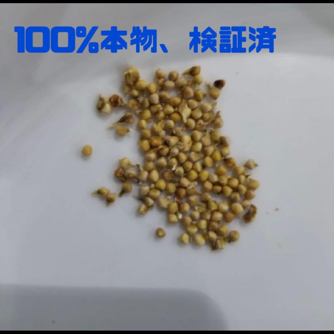 ドルステニア　ギガス　ブラータ　種子10粒