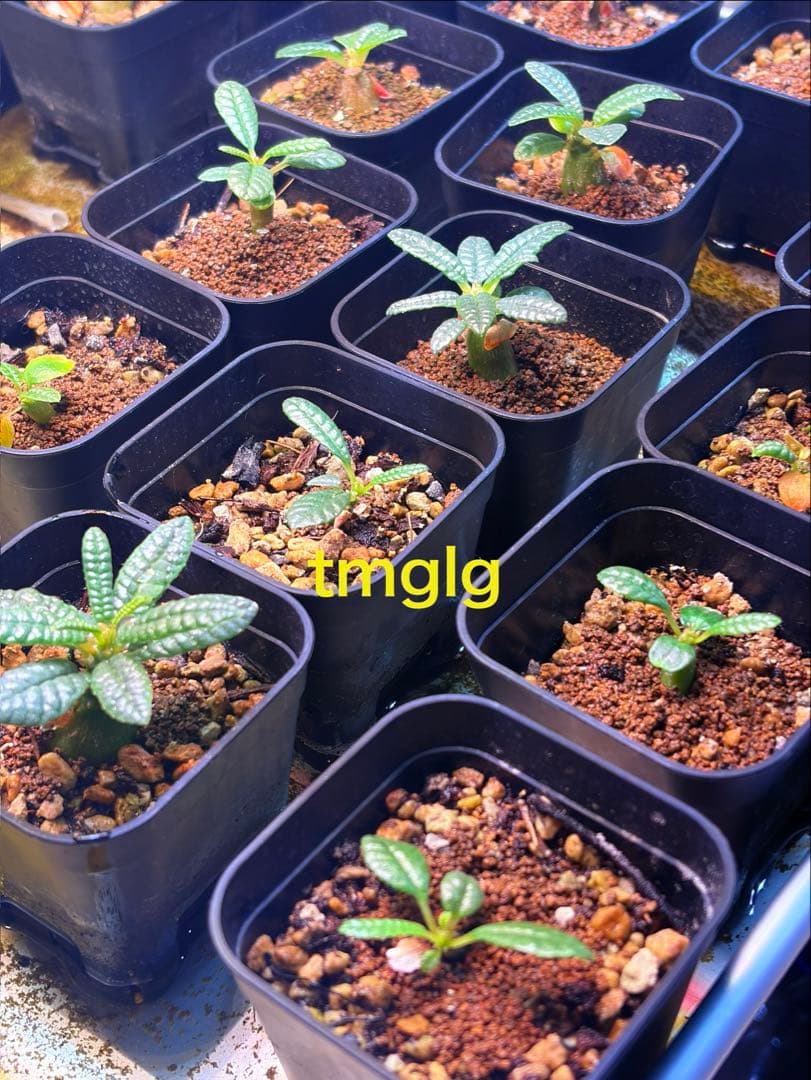 ドルステニア　ギガス　ブラータ　種子10粒