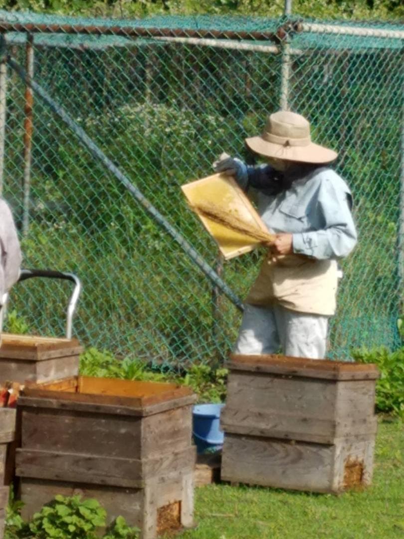 20kg 完熟 生蜂蜜　国産蜂蜜 純粋蜂蜜 無添加　非加熱　一斗缶　新品　新蜜